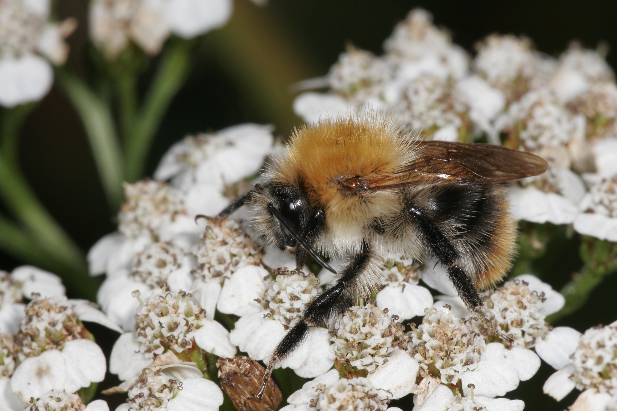 Image of the common carder bee. © Mike Dodd