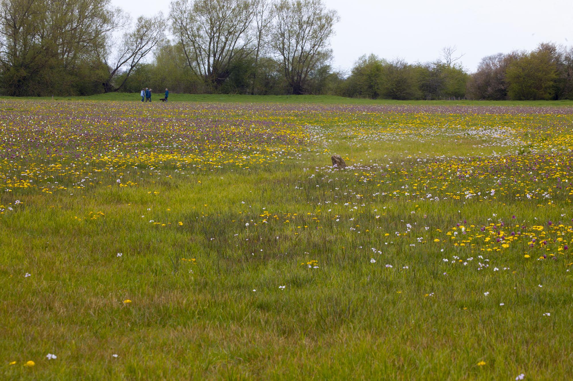 Field full of wildflowers