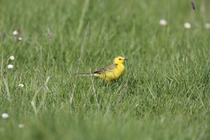 Photo of a male yellow wagtail