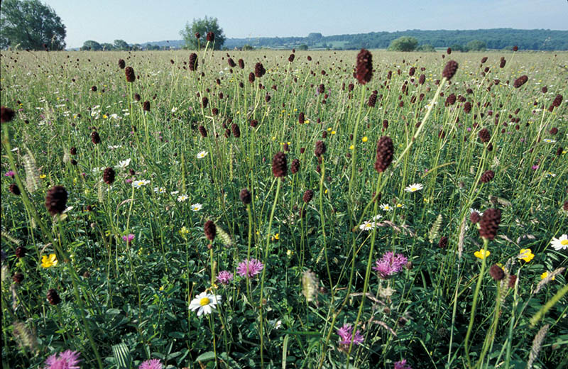 Image of a rich meadow