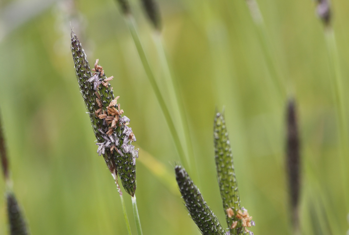 Image of Marsh foxtail grass