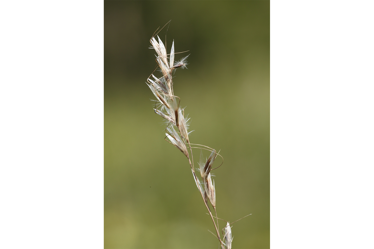 Image of Downy oatgrass