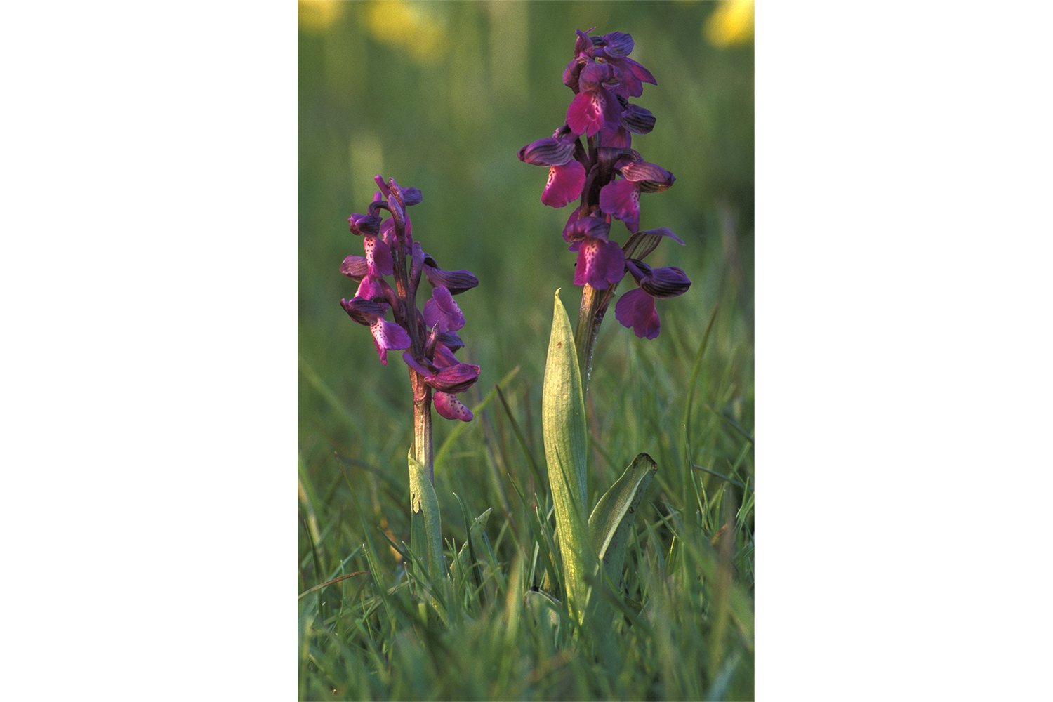 Image of Green winged orchid