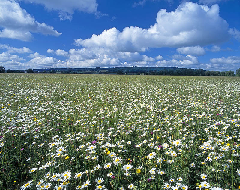 Photo of a meadow - copyright Mike Dodd