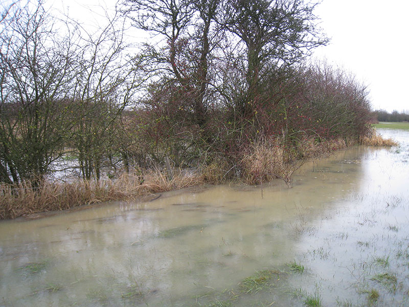 Image of flooded meadow at Yarnton - copyright Mike Dodd