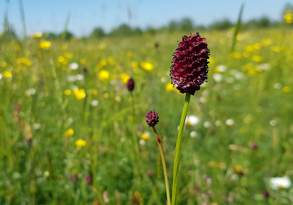 Image of sanguissorba in a meadow