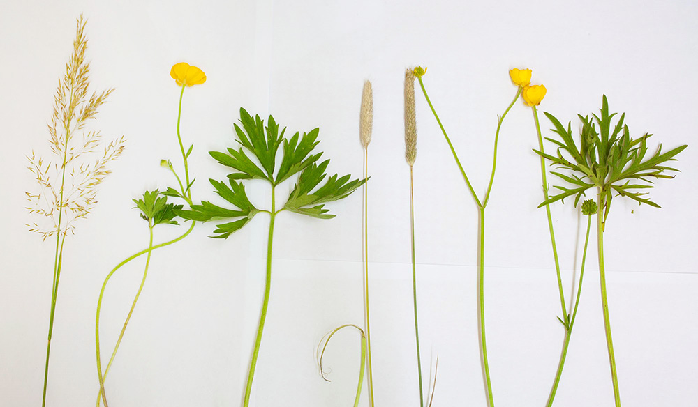 Image of plants on a white background - copyright Mike Dodd