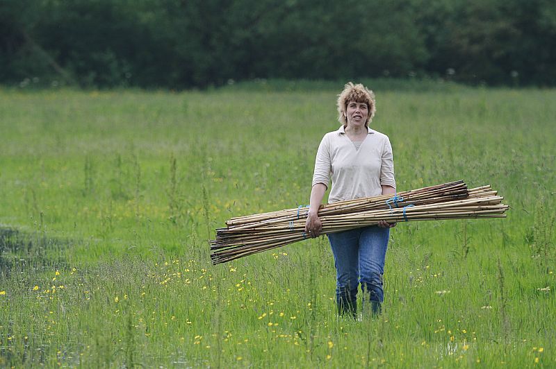 Image of a researcher carrying canes in a field - copyright Mike Dodd