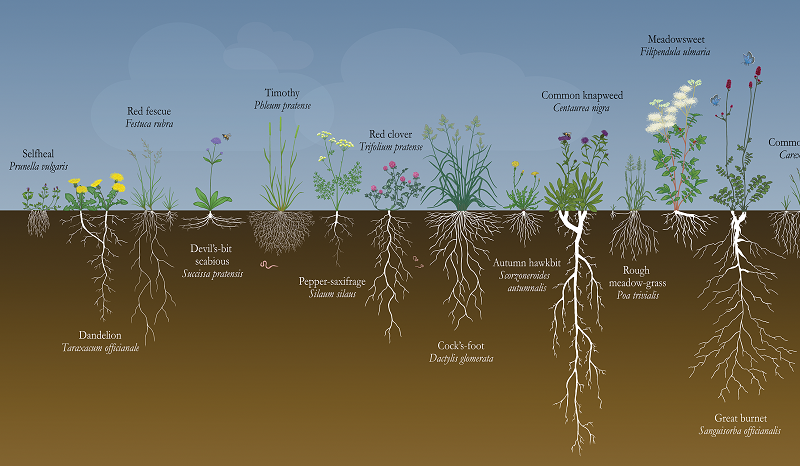 Image of the 'Shoots to roots' poster illustrating some plants with their roots in the ground