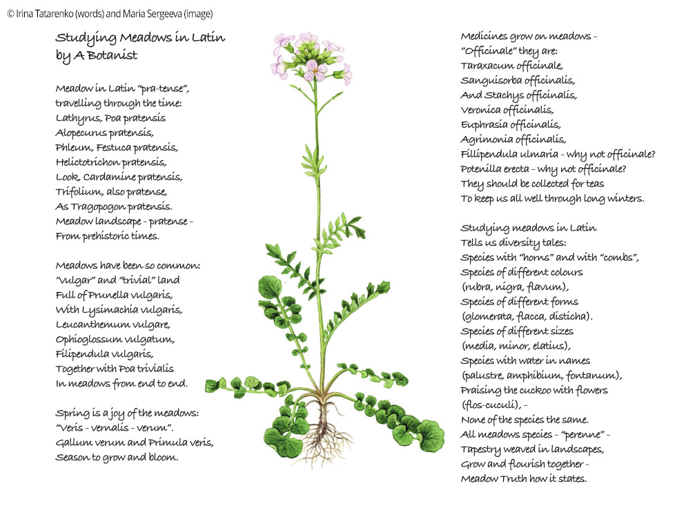 Photo of text with botanic illustration by Maria Sergeeva (copyright Maria Sergeeva)