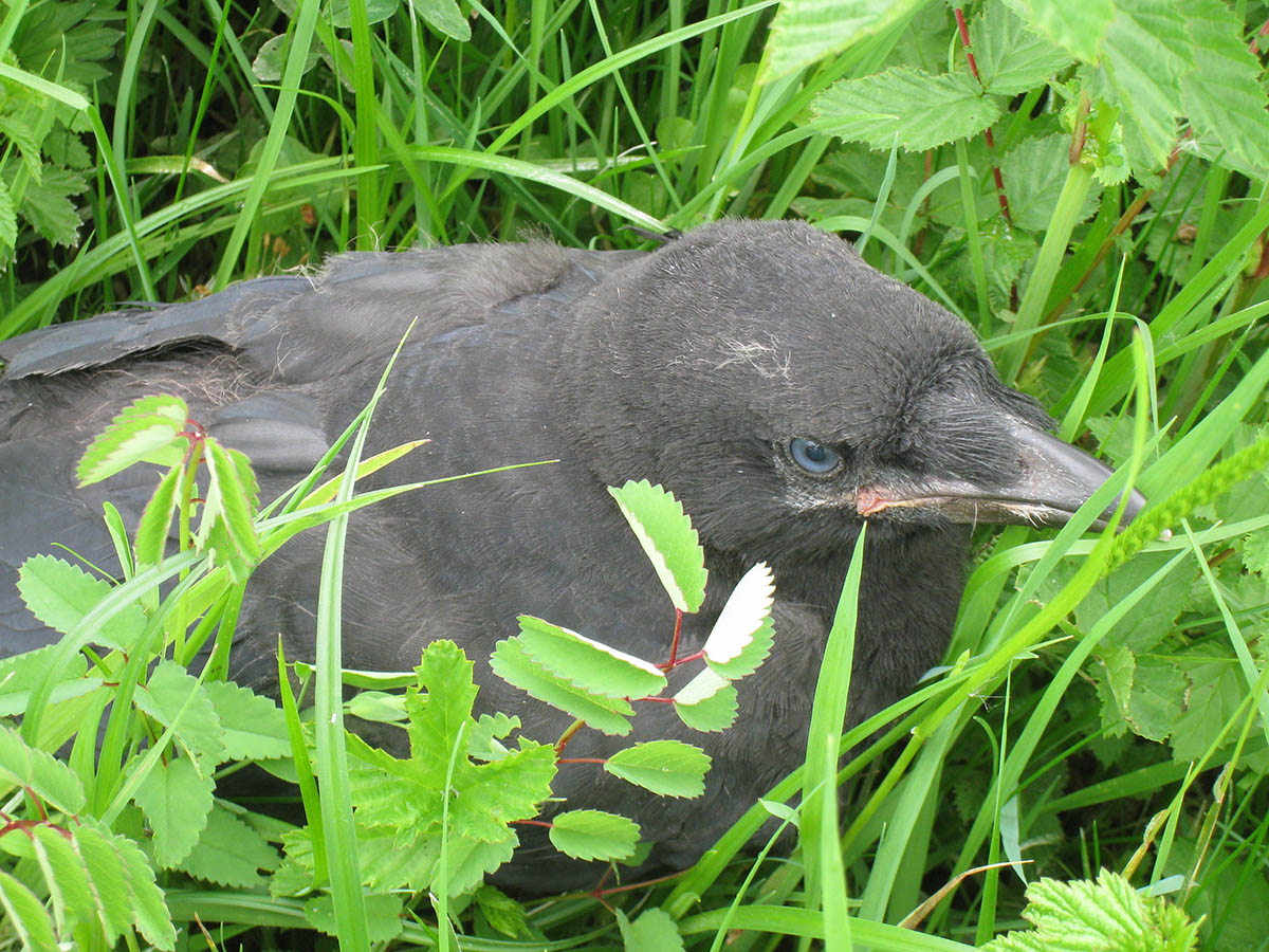 photo of a blackbird in some grass