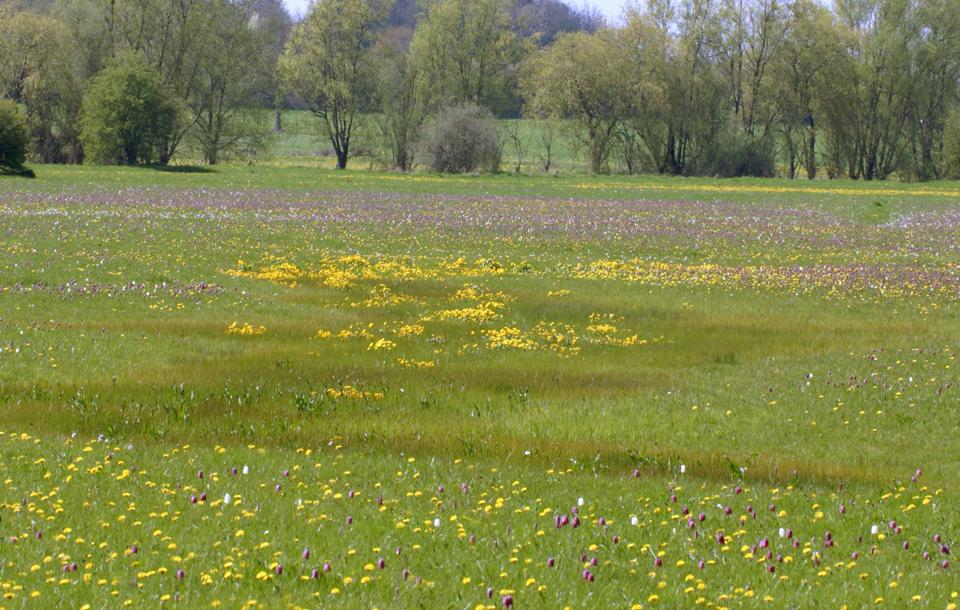 A field with different coloured flowers arranged according to soil wetness.
