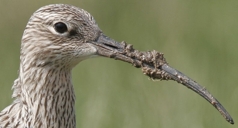 Photo of a Curlew with a muddy beak