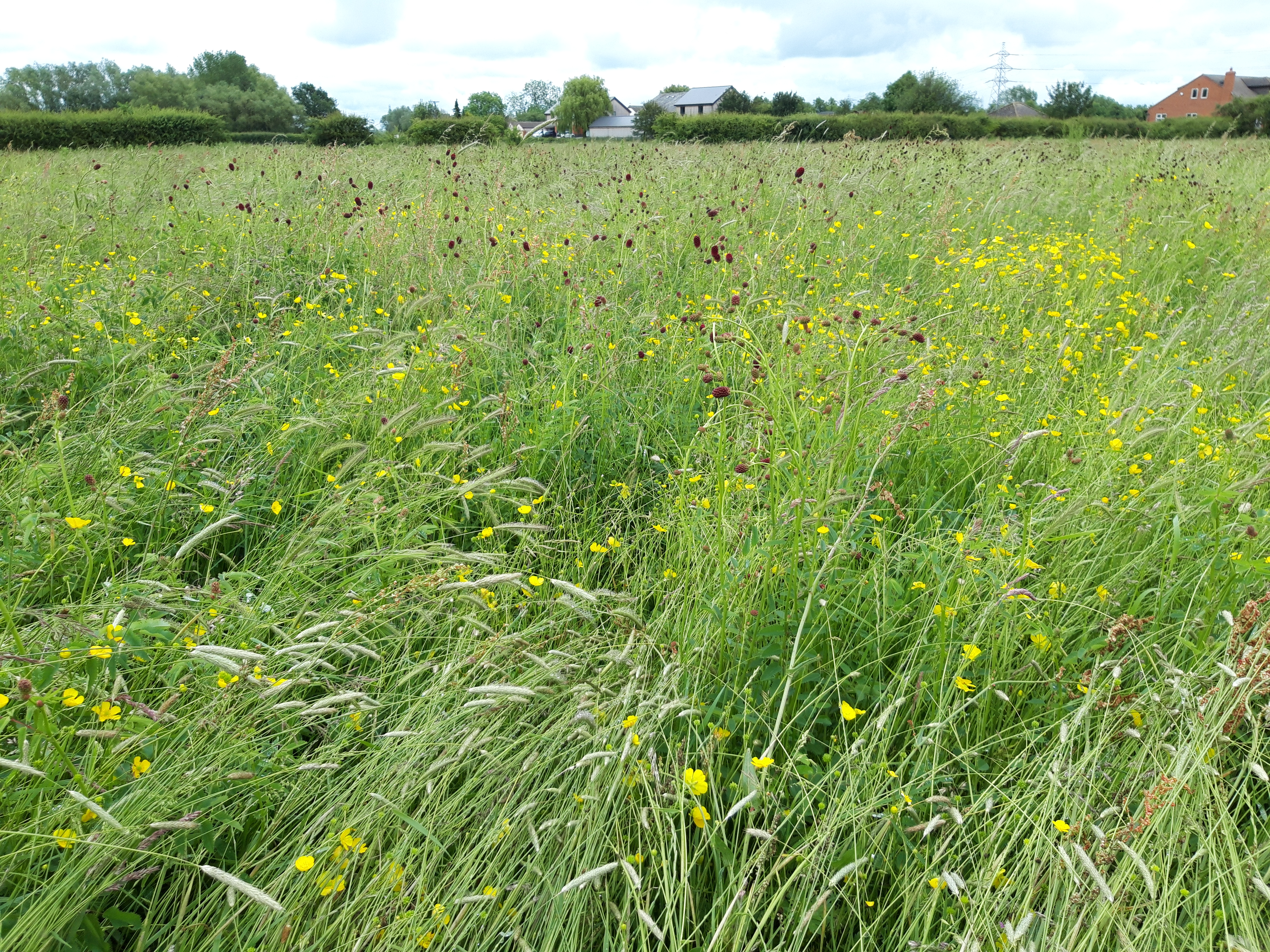 A field of grasses and herbs