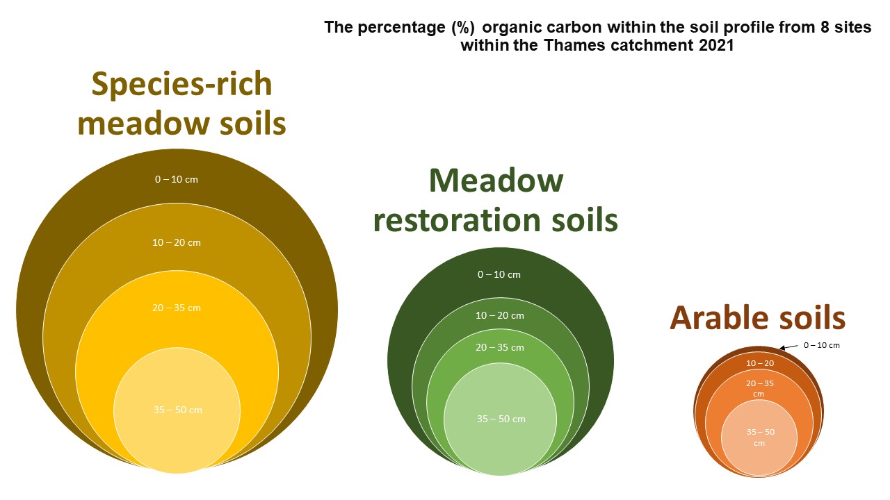 Graphic showing percentage of organic cardon within the soil profile from 8 sites within the Thmes catchment 2021