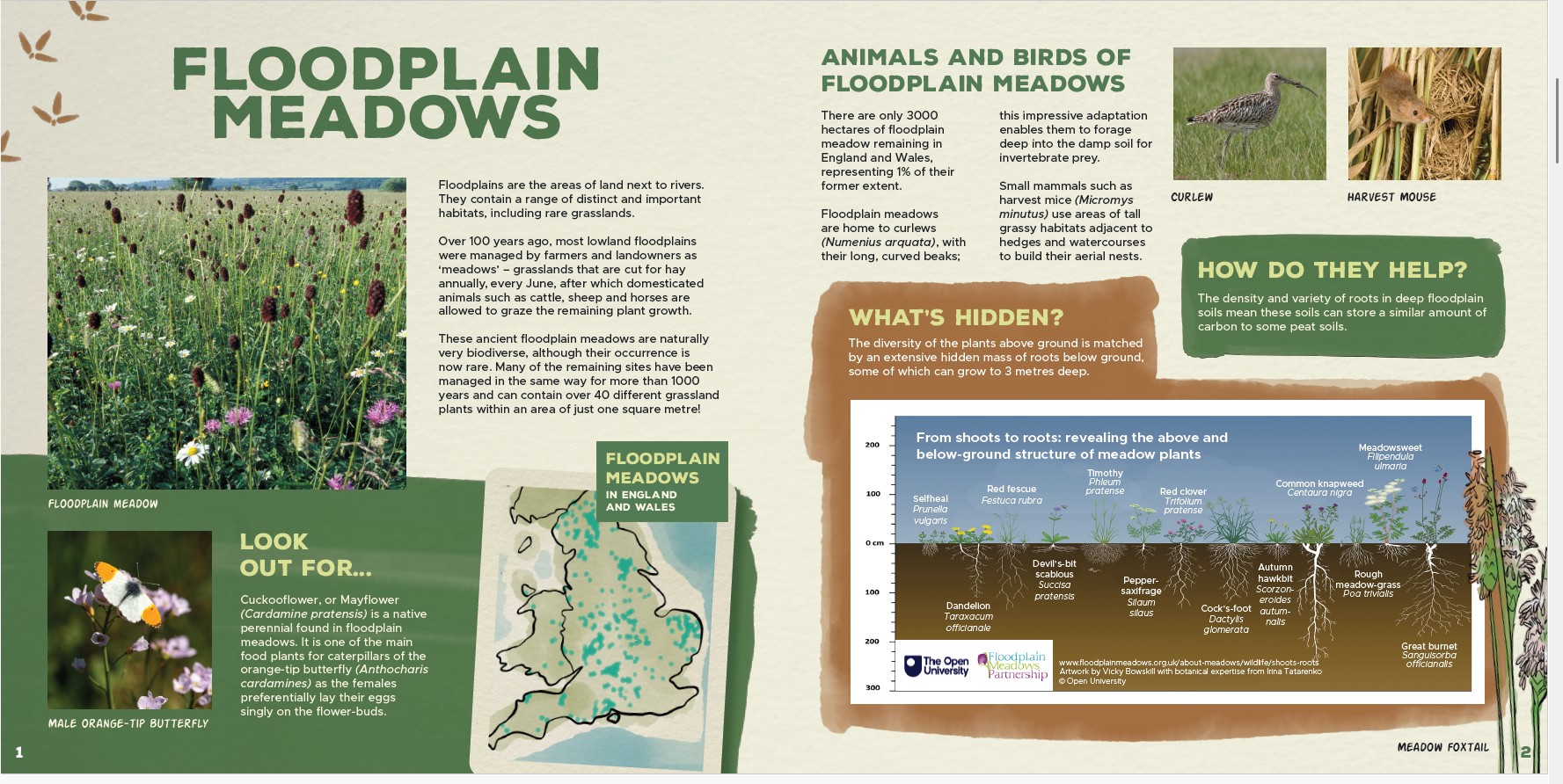 Pages from the booklet showing information about floodplain meadows