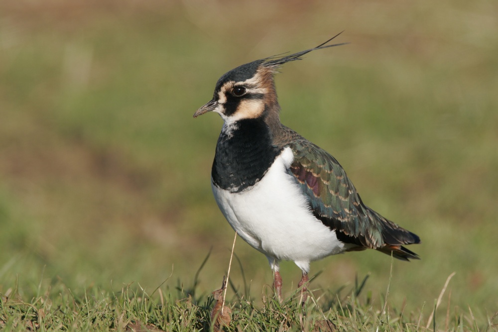 Photo of a lapwing