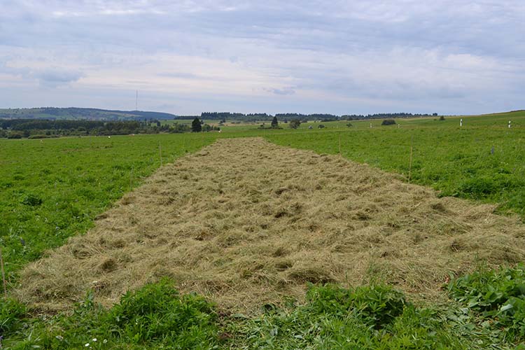 Green hay spread on a restoration field