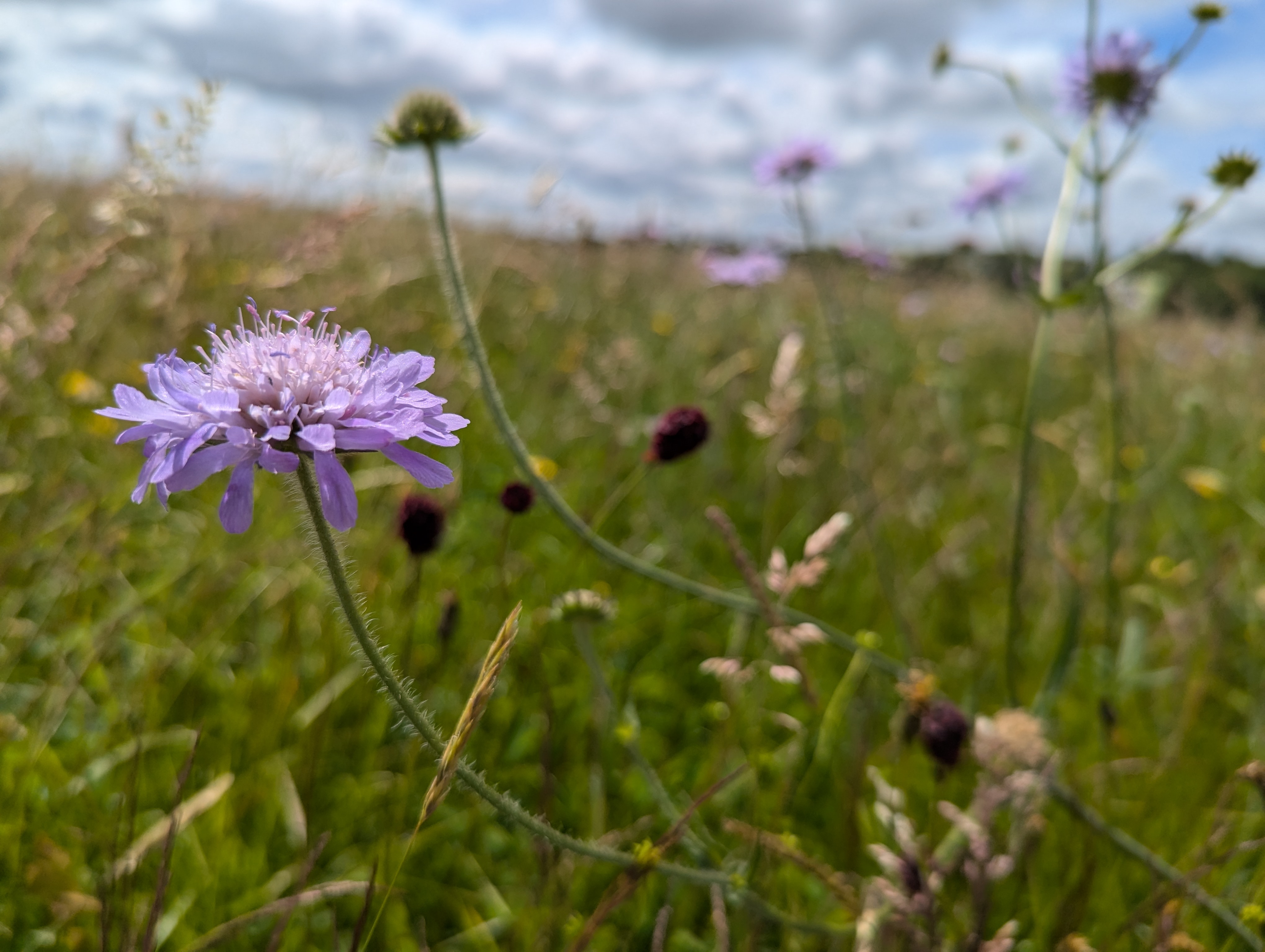 Picture of purple flower in a field