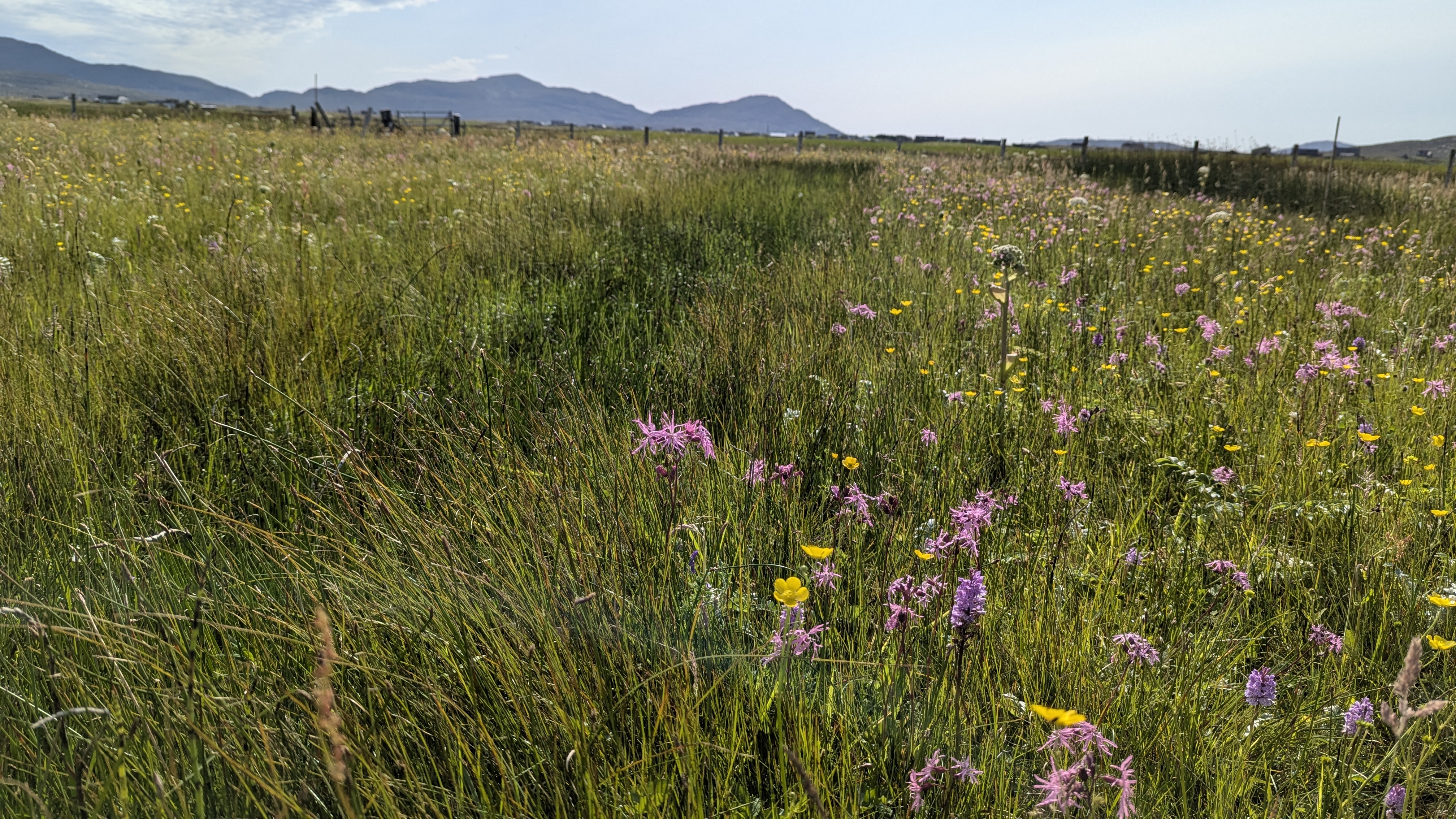 Plants in a field