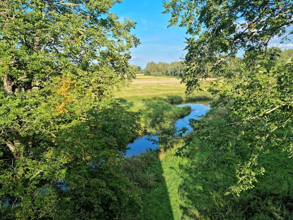 Riverside meadows alongside an unmodified river