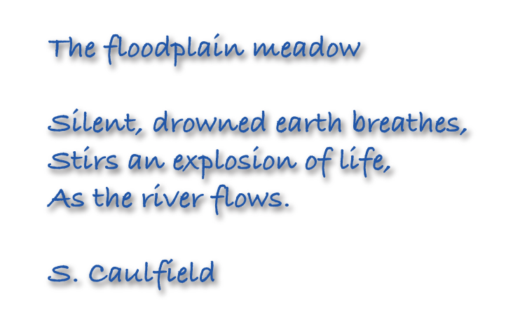 The Floodplain Meadow Hikau - copyright Sarah Caulfield 