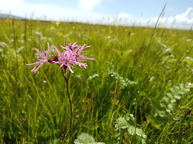 Ragged robin, one of the most abundant species