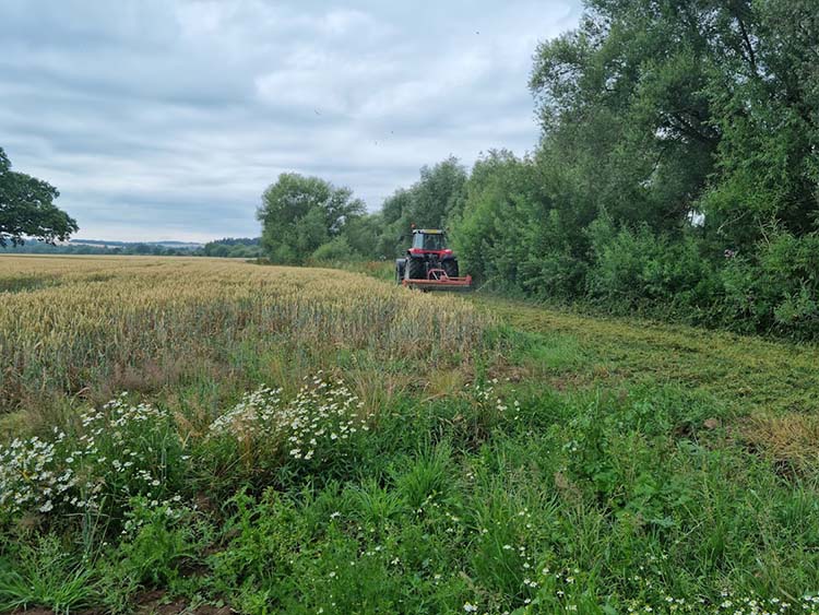 Restoration meadow