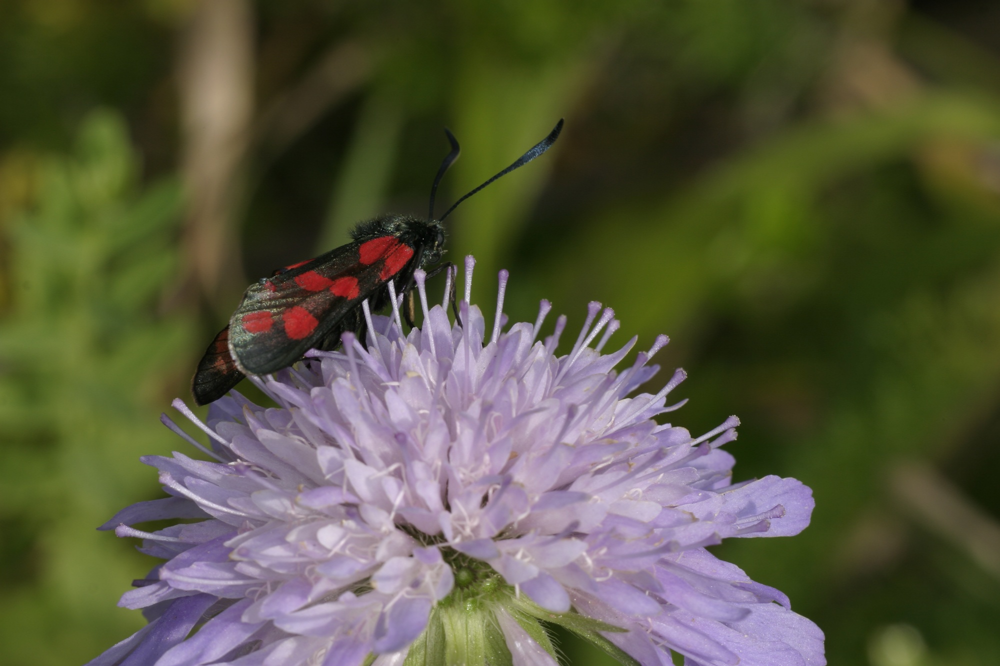 Burnt moth on purple flower