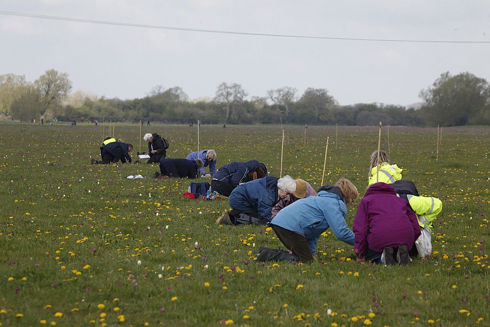People in pairs bending down counting plants
