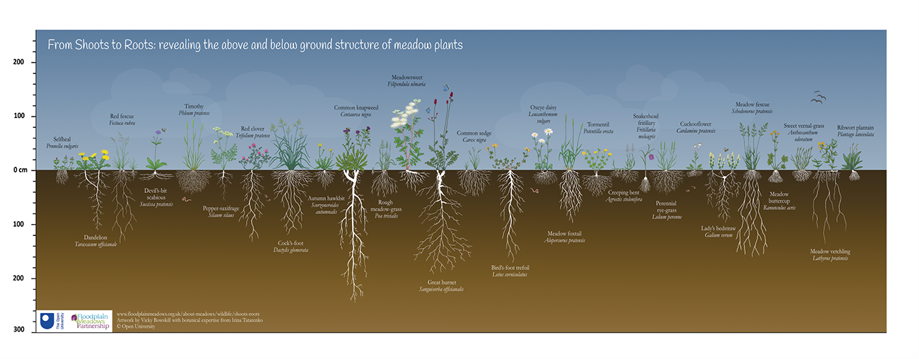 Illustration of a floodplain meadow in profile showing aboveground flowering plants and their underground roots system, ranging in depth from around 20cm to over 2m. Seventeen species common to floodplain meadows are included and an extended version featuring 28 species is available for download. Artwork is by Vicky Bowskill with botanical expertise from Dr Irina Tatarenko. Copyright Open University.