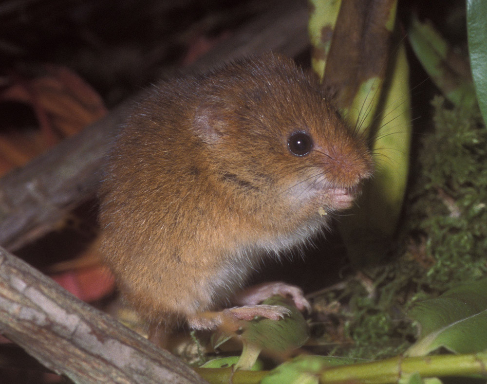Image of a harvest mouse