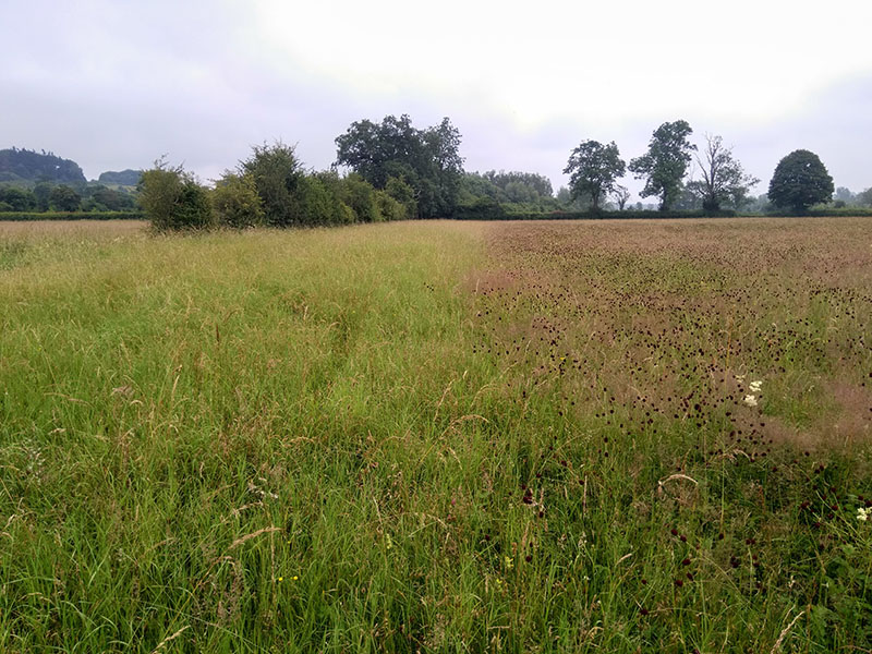 Image of a meadow