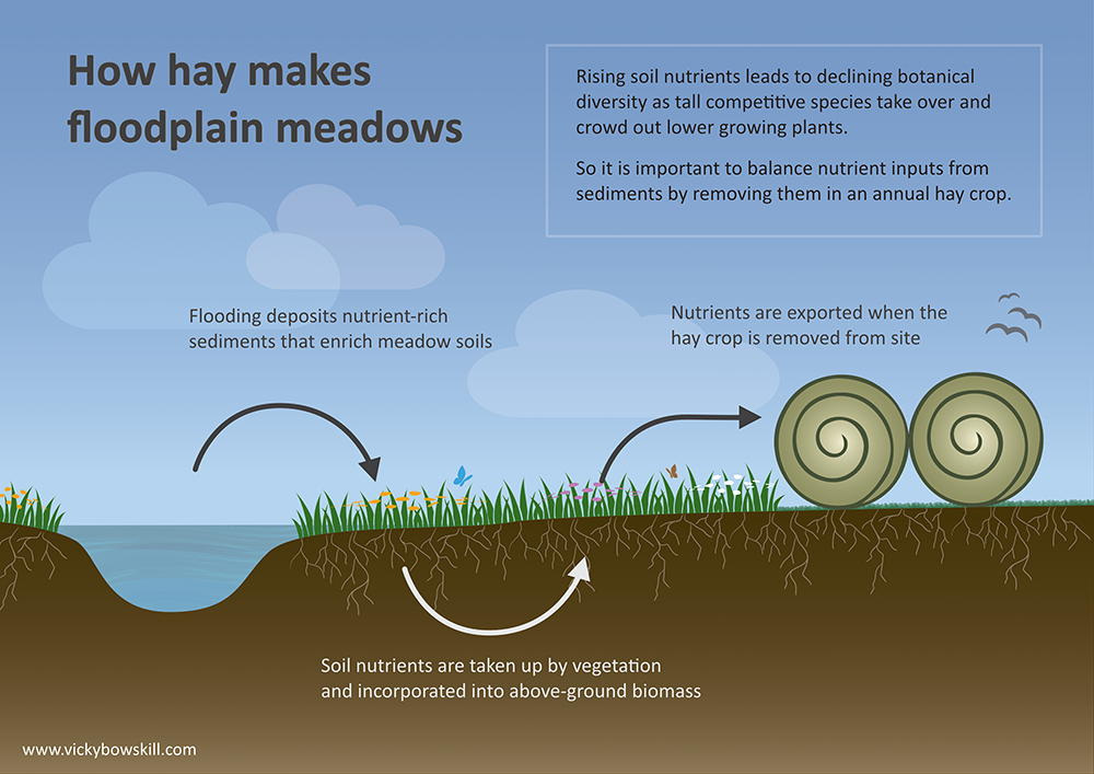 Figure 1: The floodplain meadow nutrient cycle