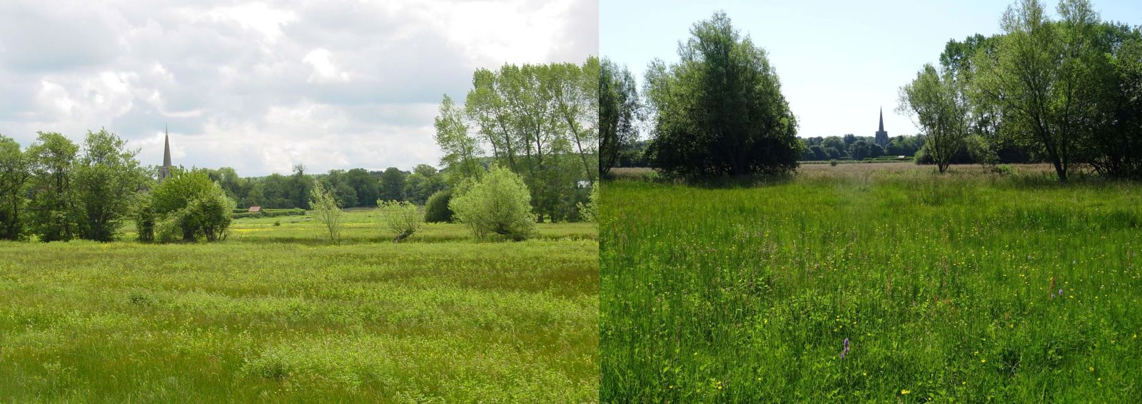 Phptp of Moor Closes. Left, meadowsweet abundant in 2009. Right, same field with more diverse species