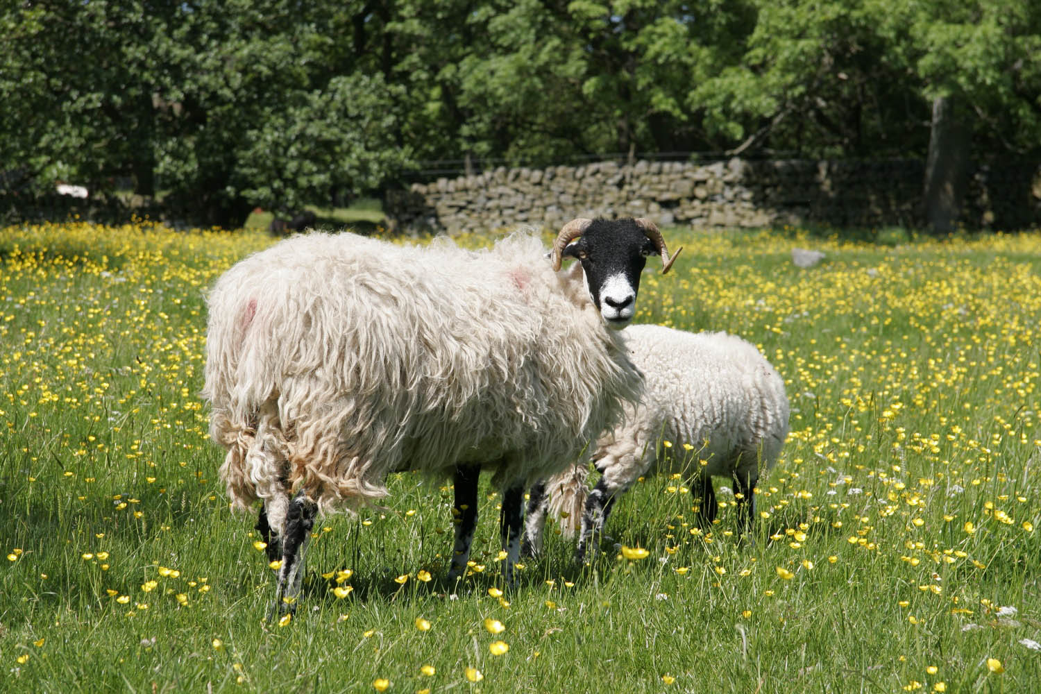 Photo sheep in a field