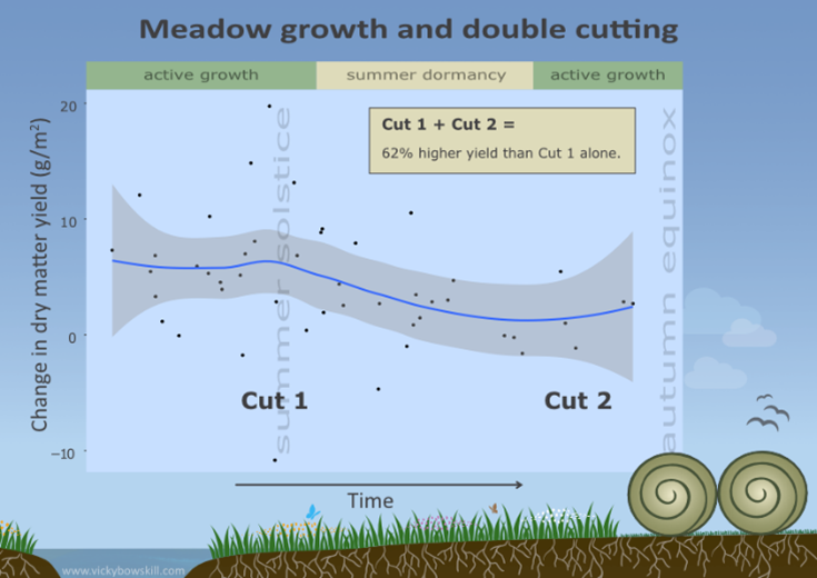 Figure 2: The floodplain meadow growth cycle