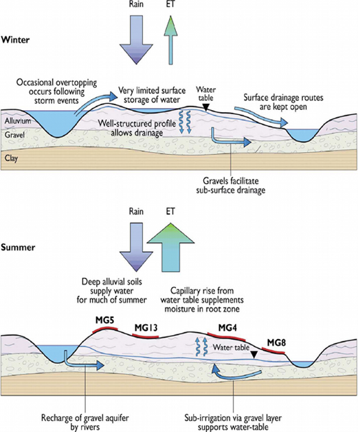 The diagram shows the movement of water from rain into groundwater and up again through evapotranspiration. Gravels under the meadow support sub-surface irrigation which helps to determine which plant communities occur on the floodplain surface and where they are found.