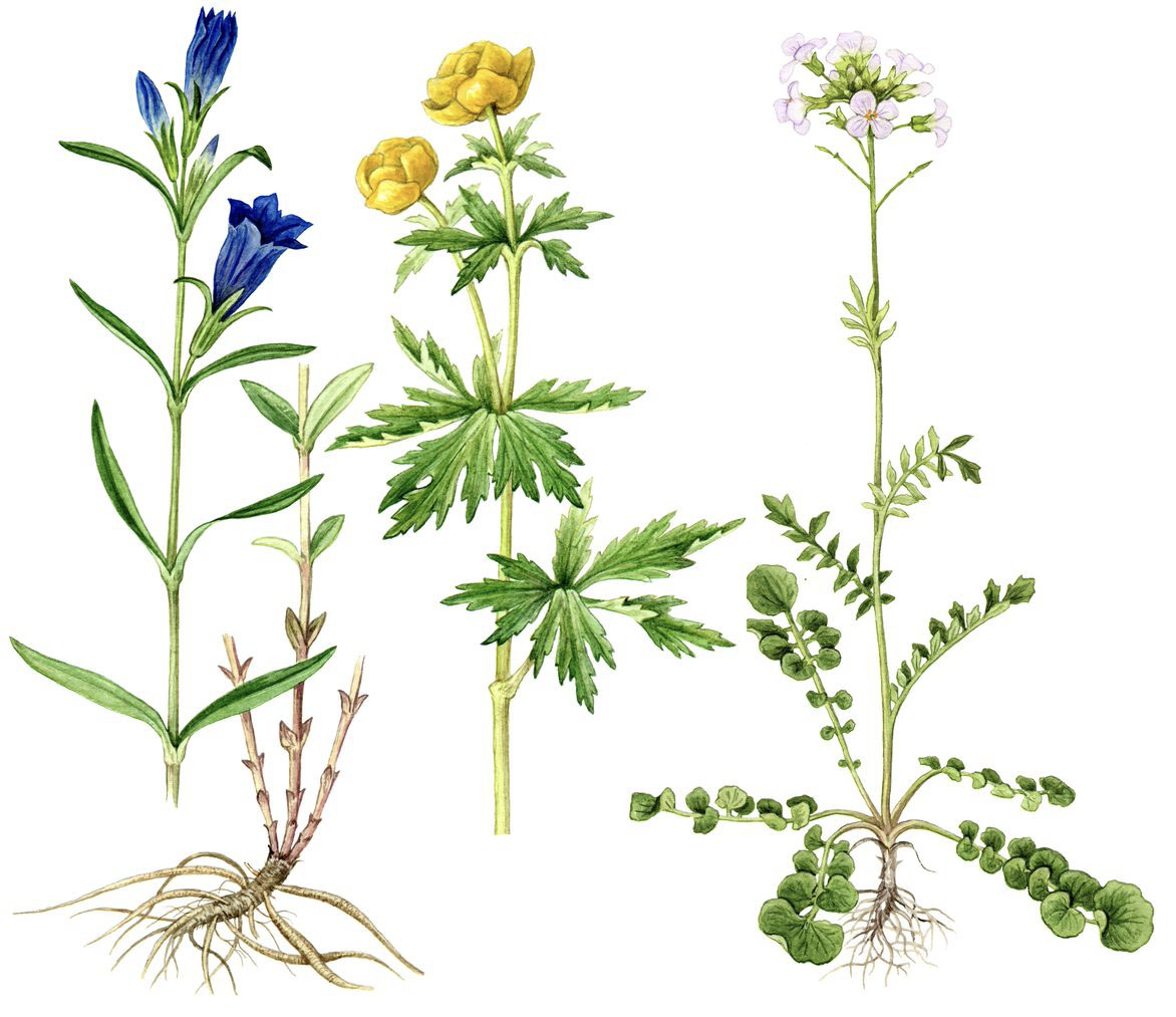 Illustration of some meadow plants