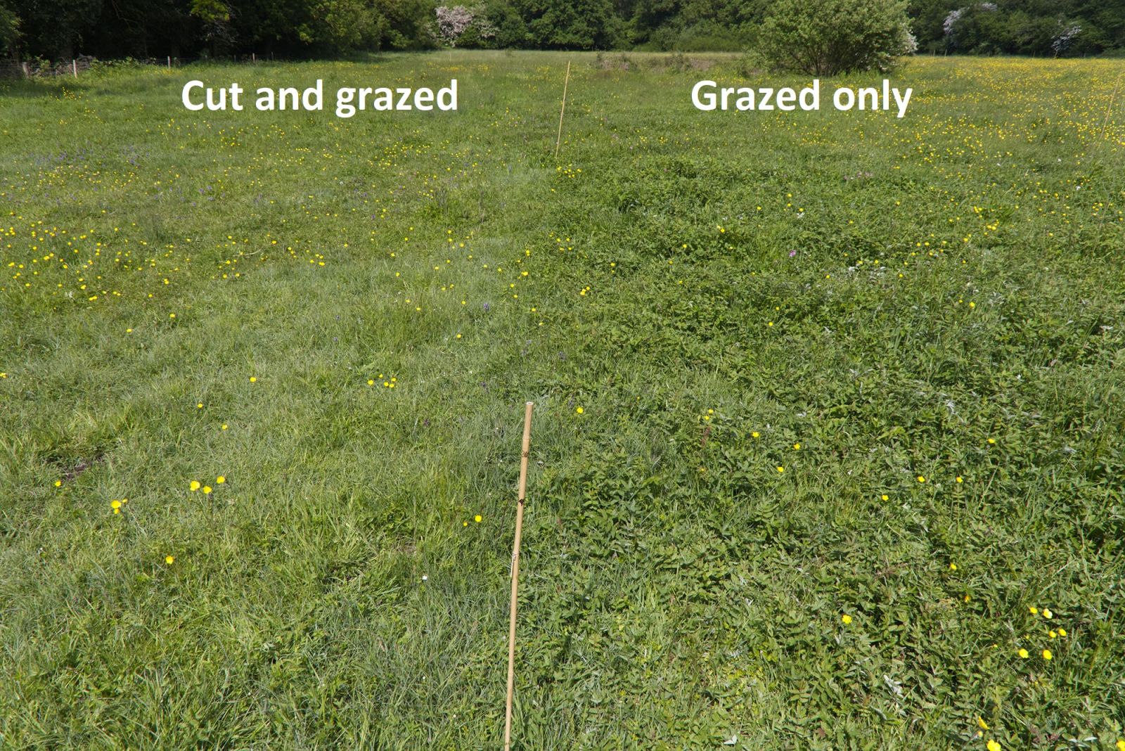 Difference between cut and grazed and grazed only. Photo by Mike Dodd.