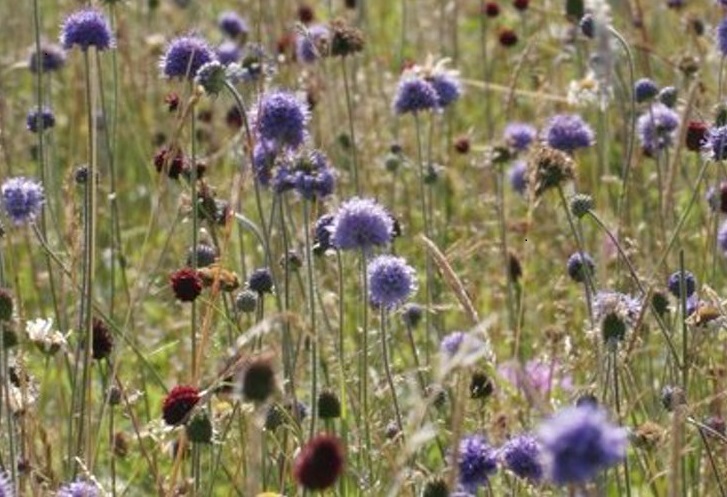 purple flowers in meadow