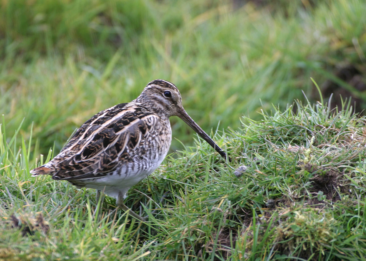 Photo of a snipe bowling green